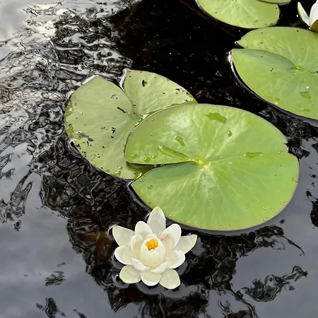 Luxury Rahavaara Дом отдыха *