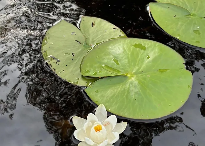 Luxury Rahavaara 度假居 *